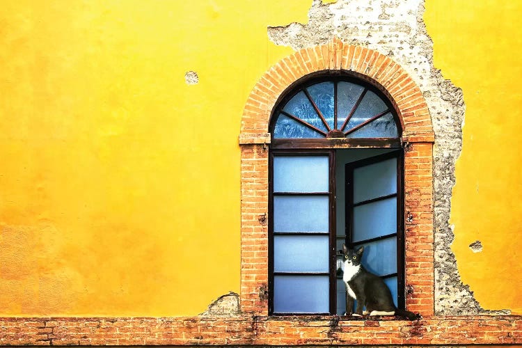 Cat In Window Of Old Building