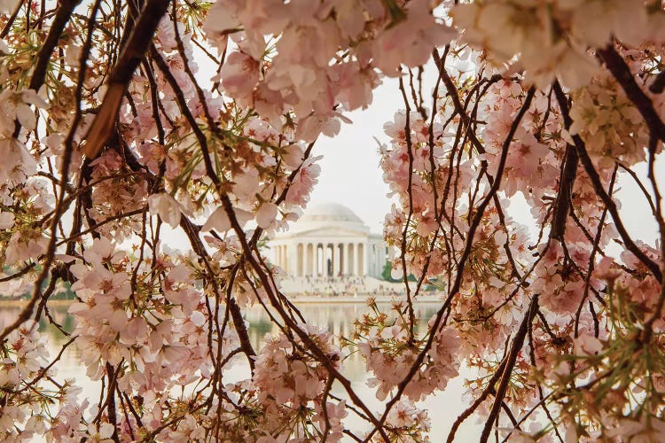Cherry Blossom Flowers In Washington Dc by Susan Richey wall art