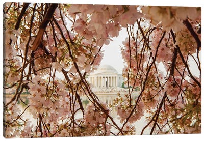 Cherry Blossom Flowers In Washington Dc Canvas Art Print - Cherry Blossom Art