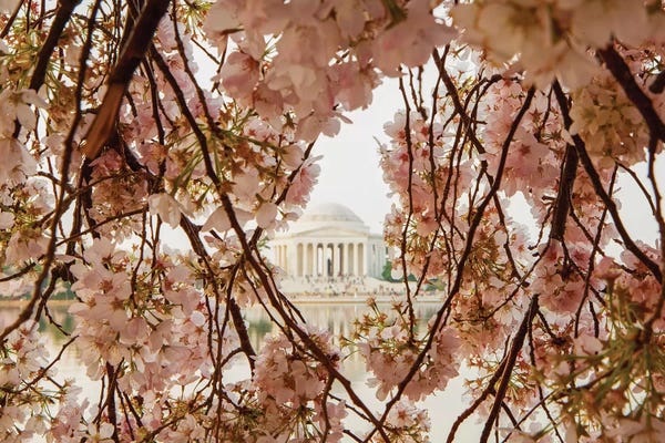 Blossoms: Cherry Blossom Flowers In Washington Dc by Susan Richey