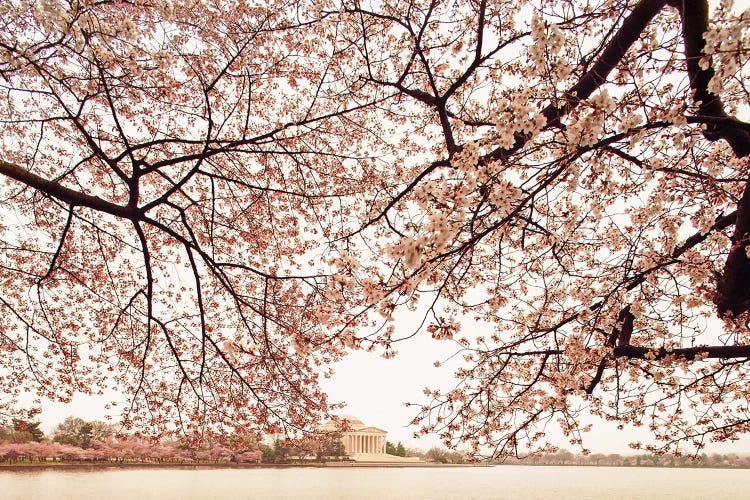 Cherry Blossom Trees And The Jefferson Memorial by Susan Richey wall art