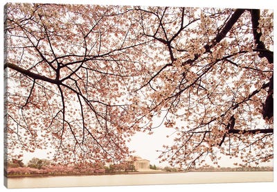 Cherry Blossom Trees And The Jefferson Memorial Canvas Art Print - Susan Richey