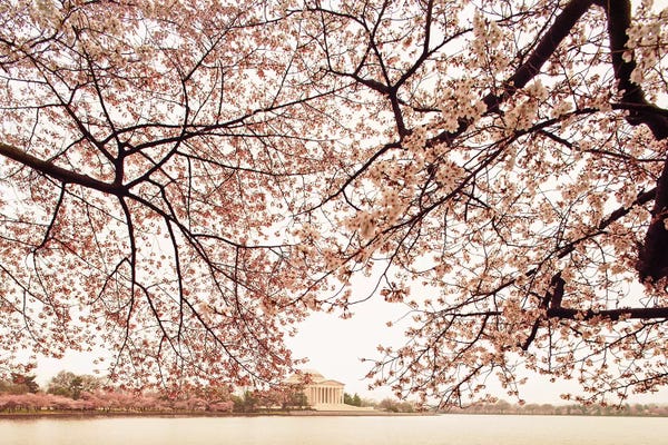 Cherry Blossom Trees And The Jefferson Memorial