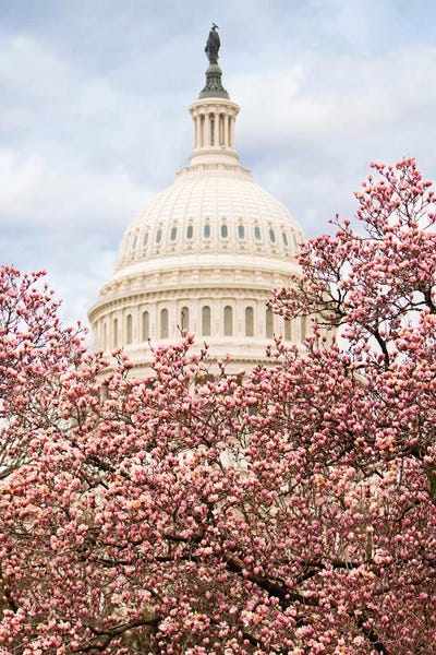 Washington, D.C.: Cherry Blossoms At The Capitol Building by Susan Richey