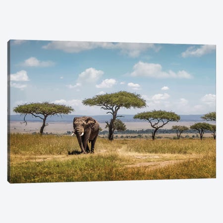 African Elephant Bull Walking Through Acacia Tree Field II Canvas Print #SMZ3} by Susan Richey Canvas Art