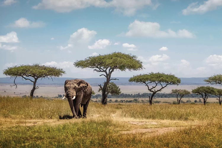 African Elephant Bull Walking Through Acacia Tree Field II
