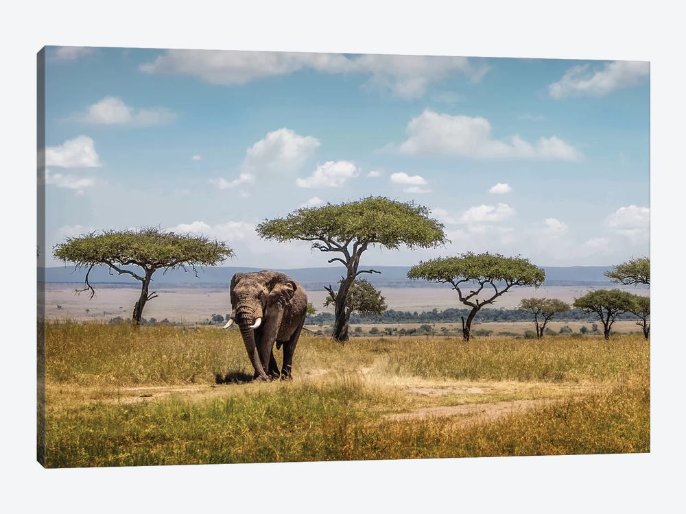 African Elephant Bull Walking Through Acacia Tree Field II by Susan Richey 1-piece Art Print