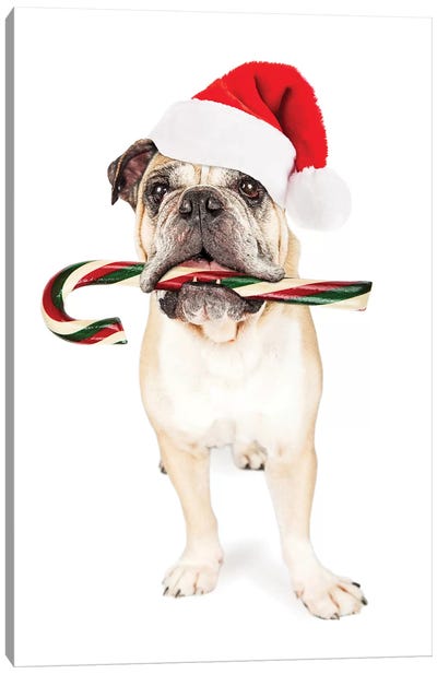 Christmas Bulldog Eating Candy Cane Canvas Art Print - Bulldog Art