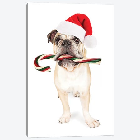Christmas Bulldog Eating Candy Cane Canvas Print #SMZ40} by Susan Richey Canvas Art