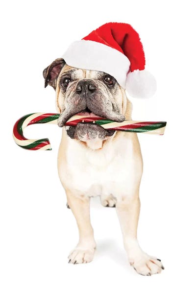 Susan Richey: Christmas Bulldog Eating Candy Cane by Susan Richey