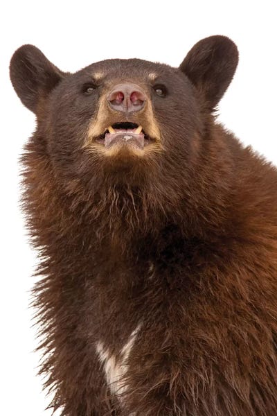 Susan Richey: Closeup Black Bear On White by Susan Richey