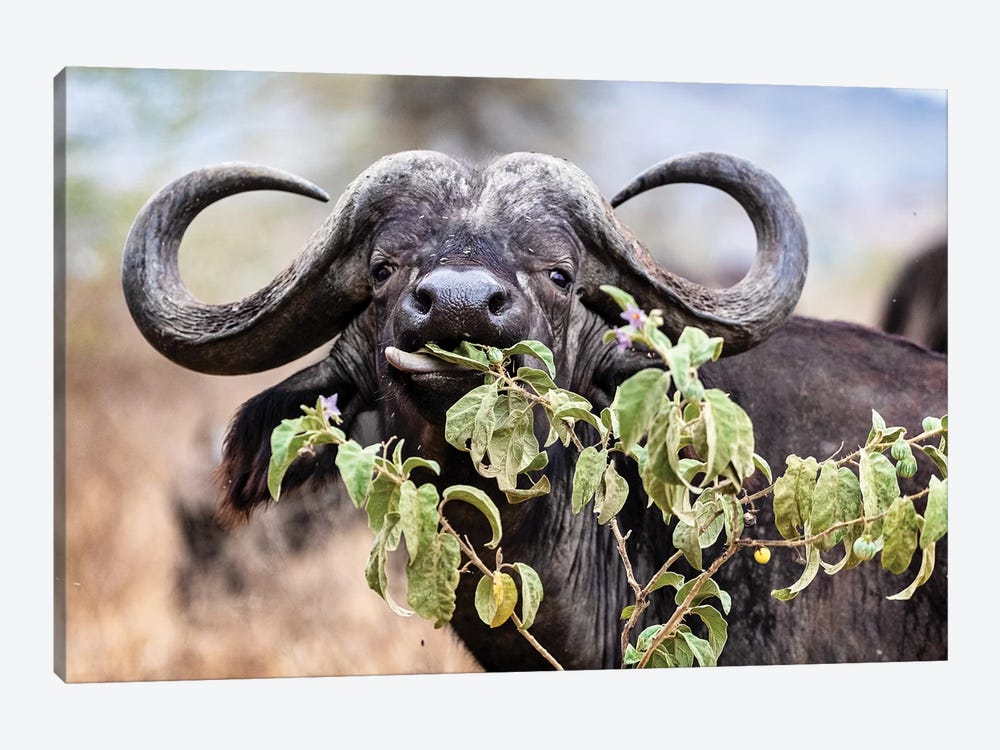 Closeup Cape Buffalo Eating Flower by Susan Richey 1-piece Canvas Art