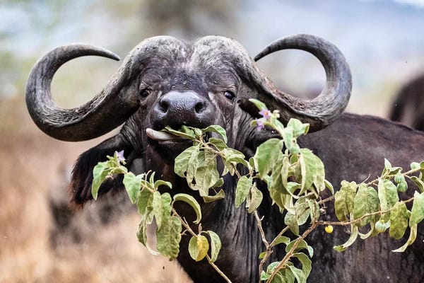 Susan Richey: Closeup Cape Buffalo Eating Flower by Susan Richey