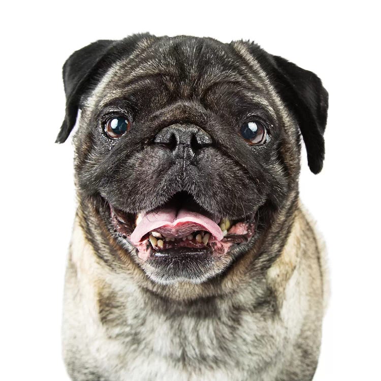 Closeup Happy Purebred Pug Dog