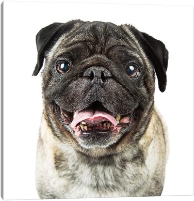 Closeup Happy Purebred Pug Dog Canvas Art Print - Susan Richey