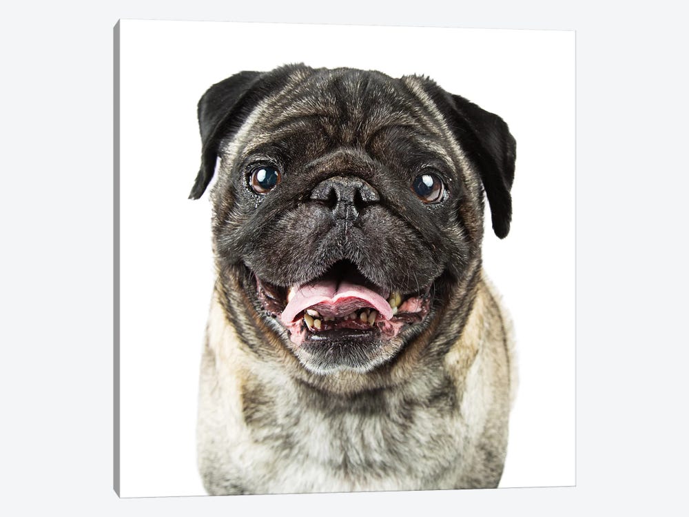 Closeup Happy Purebred Pug Dog by Susan Richey 1-piece Canvas Print