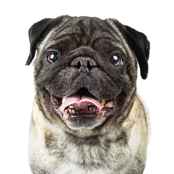 Susan Richey: Closeup Happy Purebred Pug Dog by Susan Richey