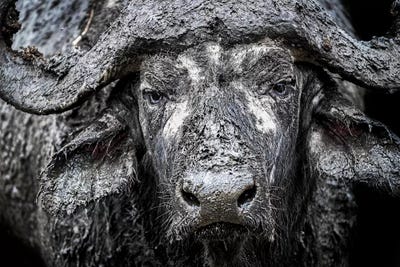 Closeup Muddy Cape Buffalo II by Susan Richey metal wall art