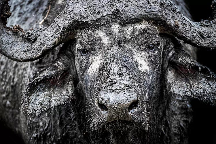 Closeup Muddy Cape Buffalo II