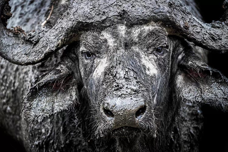 Closeup Muddy Cape Buffalo II by Susan Richey wall art