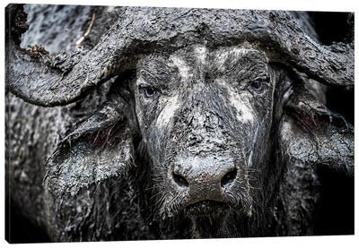 Closeup Muddy Cape Buffalo II Canvas Art Print - Bison & Buffalo Art