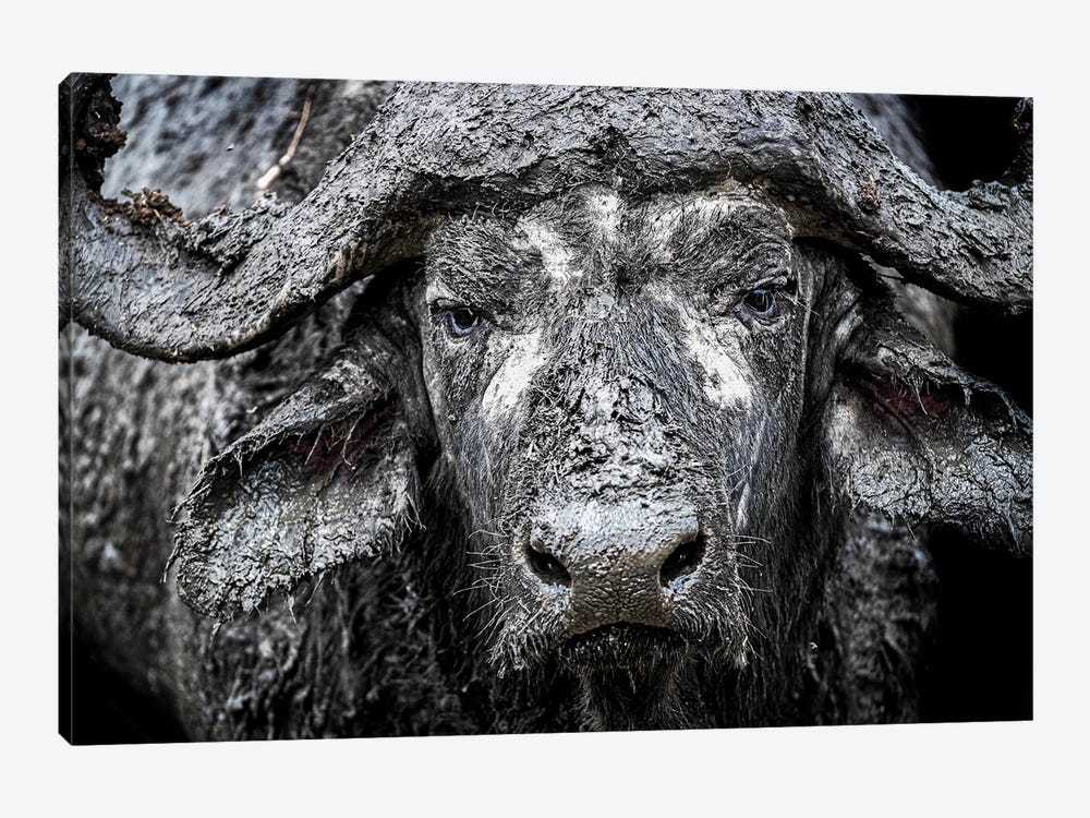 Closeup Muddy Cape Buffalo II by Susan Richey 1-piece Canvas Art