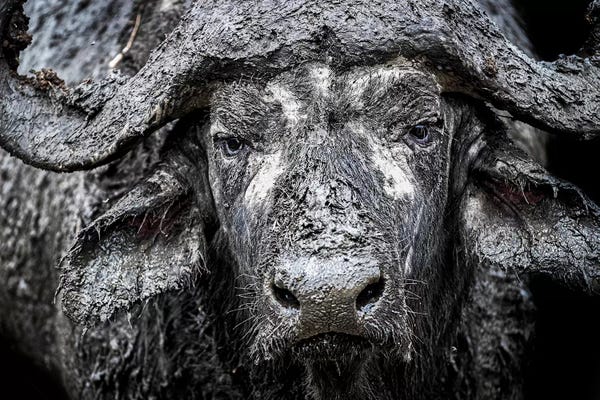 Susan Richey: Closeup Muddy Cape Buffalo II by Susan Richey