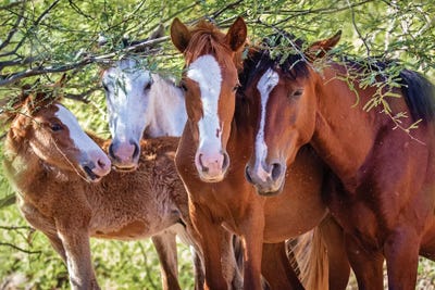 Closeup Of Herd Of Four Wild Horses by Susan Richey canvas print