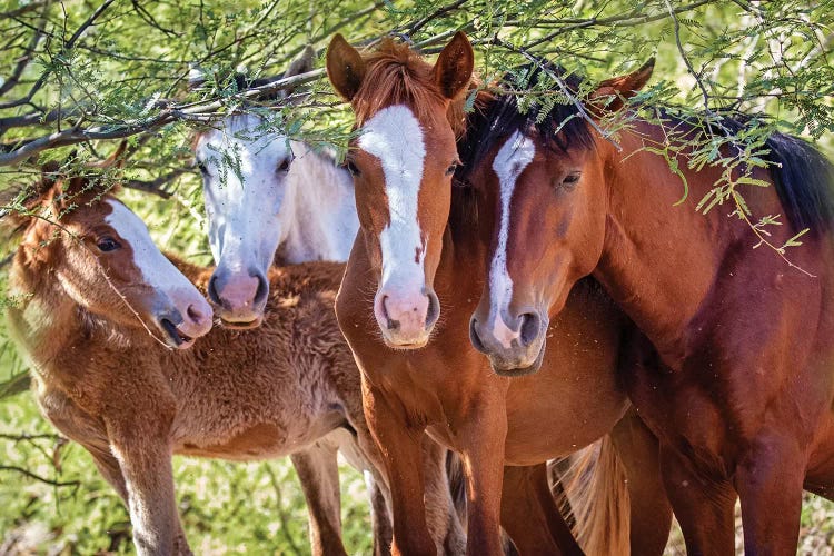 Closeup Of Herd Of Four Wild Horses