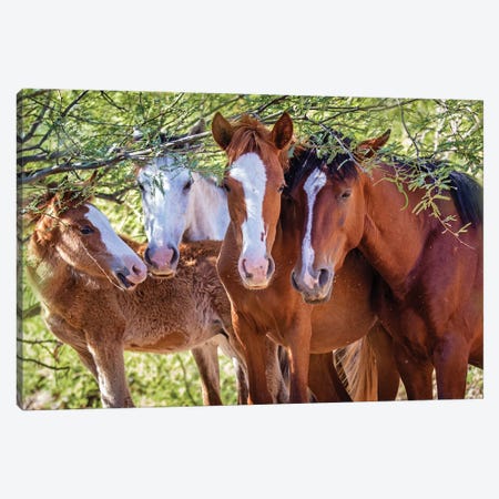 Closeup Of Herd Of Four Wild Horses Canvas Print #SMZ45} by Susan Schmitz Canvas Print