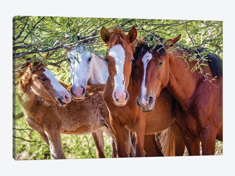 Closeup Of Herd Of Four Wild Horses by Susan Richey 1-piece Canvas Art Print