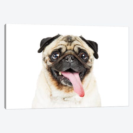 Closeup Pug Dog Tongue Hanging Out Canvas Print #SMZ46} by Susan Richey Canvas Print