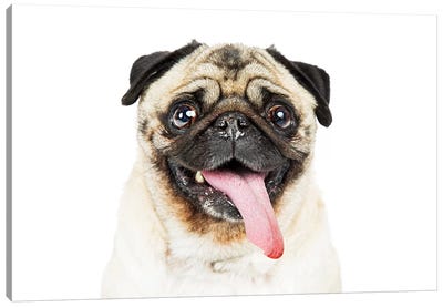 Closeup Pug Dog Tongue Hanging Out Canvas Art Print - Photogenic Animals