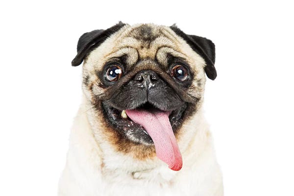 Susan Richey: Closeup Pug Dog Tongue Hanging Out by Susan Richey