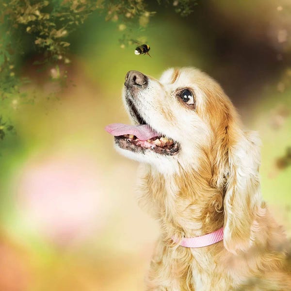Susan Richey: Cocker Spaniel Dog With Bee In Flowers by Susan Richey