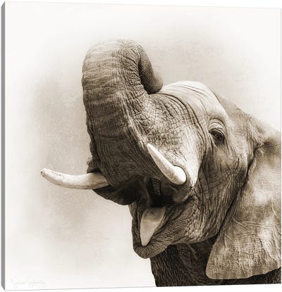 African Elephant Closeup Square Sepia Canvas Art Print - Sepia Photography