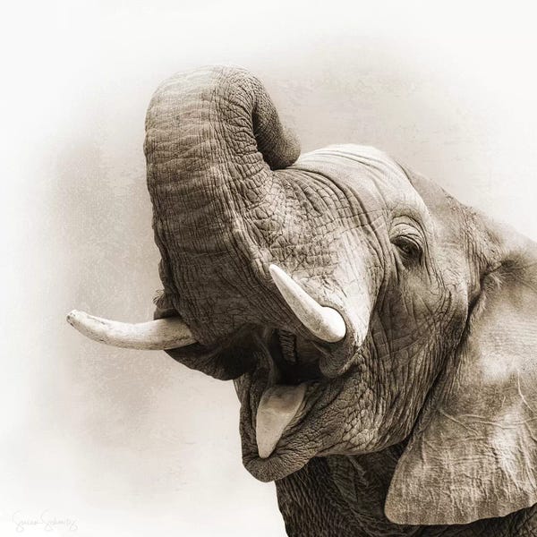Susan Richey: African Elephant Closeup Square Sepia by Susan Richey