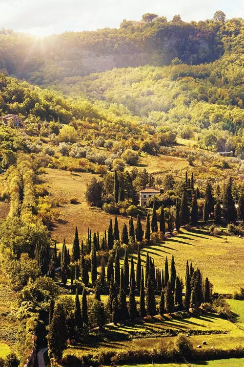 Countryside In Tuscany Italy With Cyprus Trees