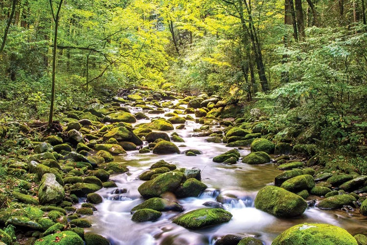 Creek Running Through Roaring Fork In Smoky Mountains