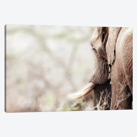 Cropped Photo Of Elephant With Copy Space Canvas Print #SMZ55} by Susan Richey Canvas Artwork