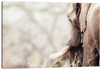 Cropped Photo Of Elephant With Copy Space Canvas Art Print - Susan Richey