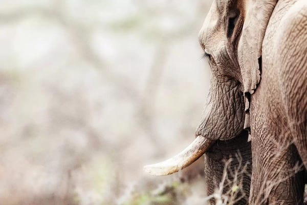 Susan Richey: Cropped Photo Of Elephant With Copy Space by Susan Richey