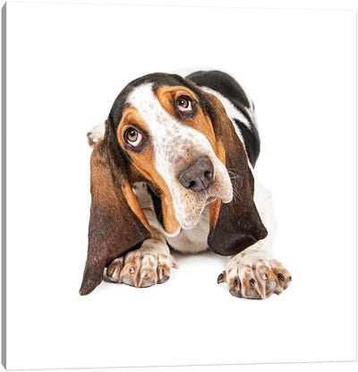 Cute Basset Puppy Tilting Heard Canvas Art Print - Susan Richey