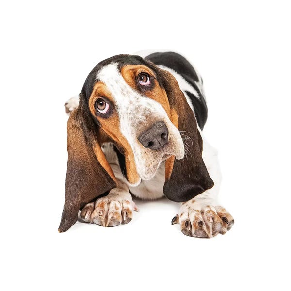 Susan Richey: Cute Basset Puppy Tilting Heard by Susan Richey