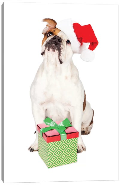 Cute Bulldog With Christmas Present Canvas Art Print - Bulldog Art