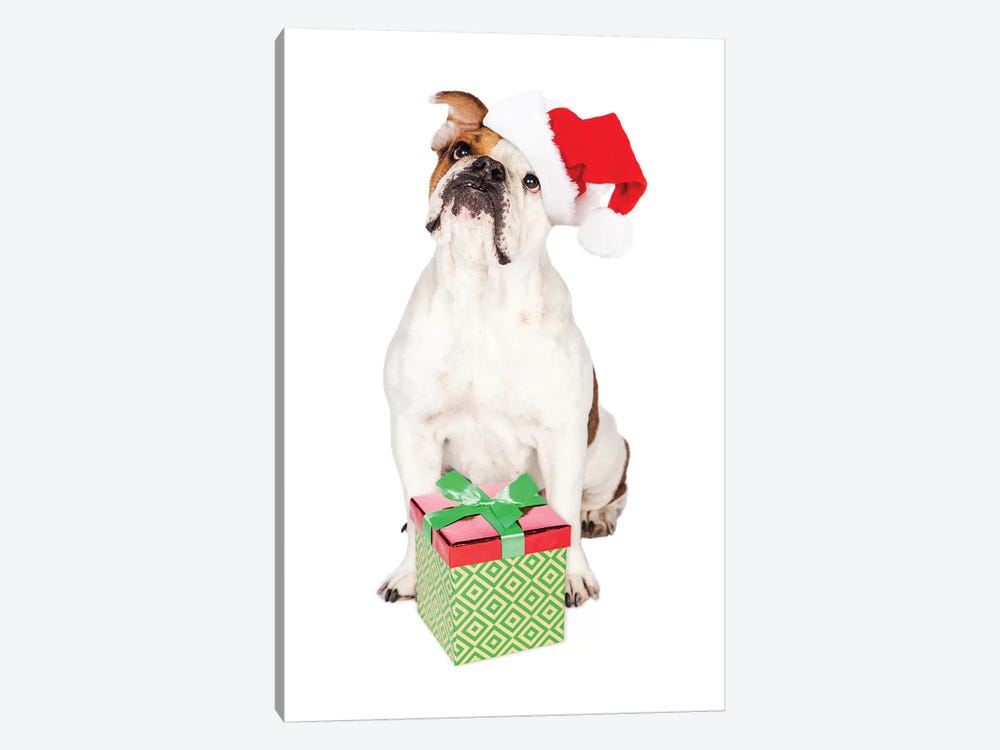 Cute Bulldog With Christmas Present by Susan Richey 1-piece Art Print