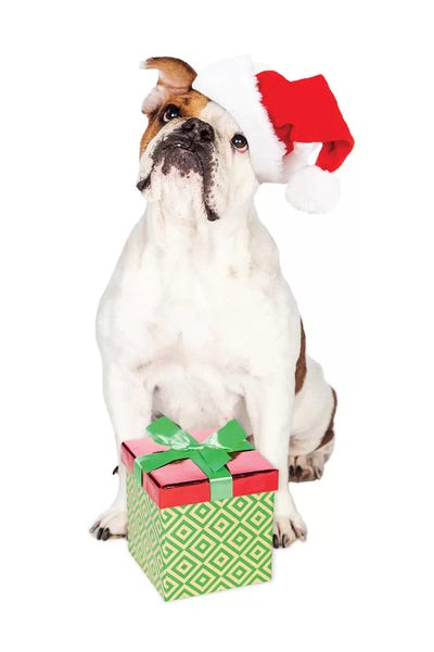Susan Richey: Cute Bulldog With Christmas Present by Susan Richey