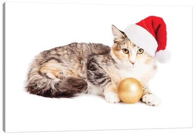 Cute Christmas Calico Kitten Canvas Art Print - Christmas Animal Art