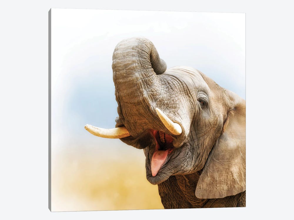 African Elephant Closeup With Pastel Background by Susan Richey 1-piece Art Print