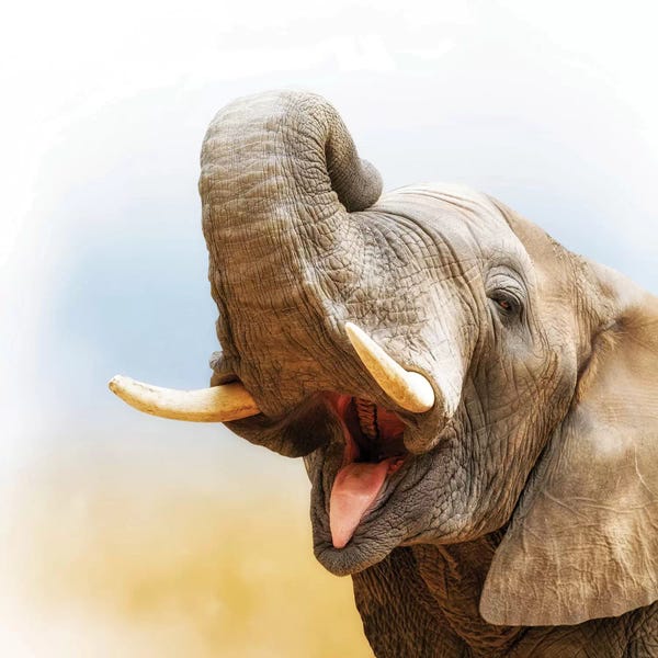 Susan Richey: African Elephant Closeup With Pastel Background by Susan Richey